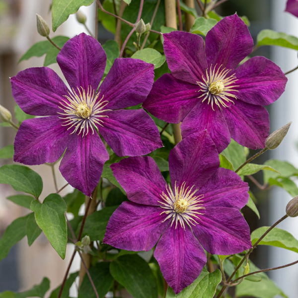 Clematis Rouge Cardinal - Bosrank Rode Kardinaal - Rood - Klimplant | 6 stuks