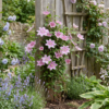 Clematis Piilu - Bosrank - Wit - Roze - Klimplant | 4 stuks