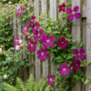 Clematis Rouge Cardinal - Bosrank Rode Kardinaal - Rood - Klimplant | 6 stuks