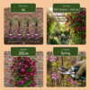 Clematis Rouge Cardinal - Bosrank Rode Kardinaal - Rood - Klimplant | 6 stuks