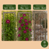 Clematis Rouge Cardinal - Bosrank Rode Kardinaal - Rood - Klimplant | 6 stuks