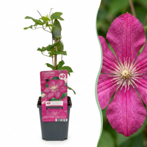 thumbnail_6000-193.png Clematis Ville de Lyon - Bosrank - Rood - Klimplant | 4 stuks