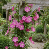 Clematis Ville de Lyon - Bosrank - Rood - Klimplant | 4 stuks