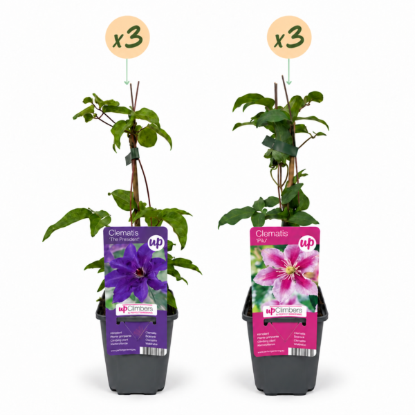 Clematis Duo Purple & Pink - Bosrank - Paars - Roze - Wit - Klimplant | 6 stuks