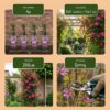 Clematis Piilu - Bosrank - Wit - Roze - Klimplant | 4 stuks