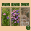 Clematis Duo Purple & Pink - Bosrank - Paars - Roze - Wit - Klimplant | 6 stuks