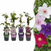 Clematis Rainbow - Bosrank - Paars - Rood - Roze - Wit - Klimplant | 12 stuks