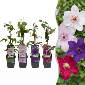 thumbnail_6000-201.png Clematis Rainbow - Bosrank - Paars - Rood - Roze - Wit - Klimplant | 12 stuks