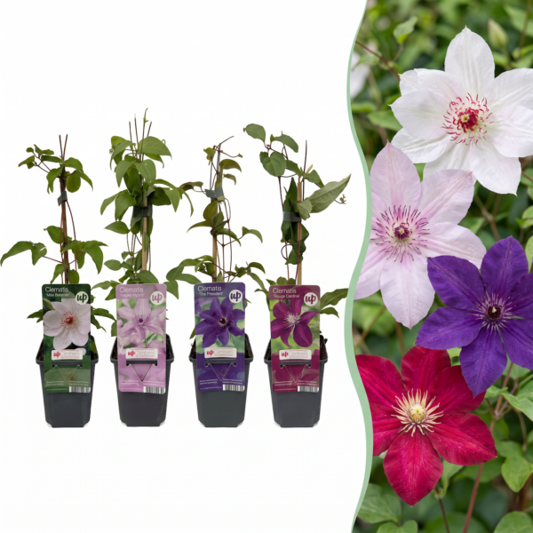 thumbnail_6000-201.png Clematis Rainbow - Bosrank - Paars - Rood - Roze - Wit - Klimplant | 12 stuks