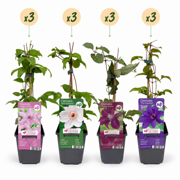 thumbnail_6000-202.png Clematis Rainbow - Bosrank - Paars - Rood - Roze - Wit - Klimplant | 12 stuks