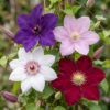 Clematis Rainbow - Bosrank - Paars - Rood - Roze - Wit - Klimplant | 12 stuks