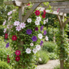 Clematis Rainbow - Bosrank - Paars - Rood - Roze - Wit - Klimplant | 12 stuks
