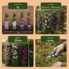 Clematis Rainbow - Bosrank - Paars - Rood - Roze - Wit - Klimplant | 12 stuks