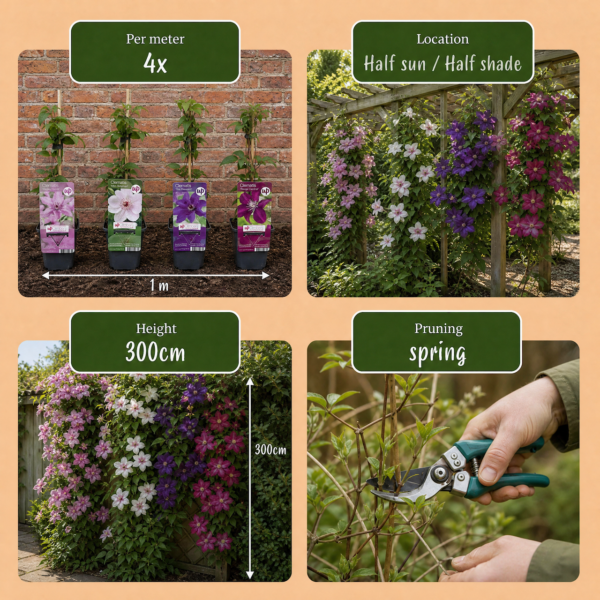 thumbnail_6000-206.png Clematis Rainbow - Bosrank - Paars - Rood - Roze - Wit - Klimplant | 12 stuks
