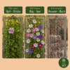 Clematis Rainbow - Bosrank - Paars - Rood - Roze - Wit - Klimplant | 12 stuks