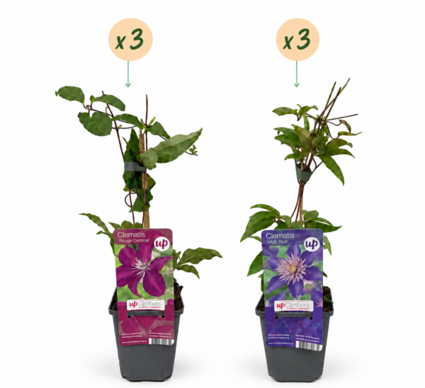 Clematis Duo Blue & Red - Bosrank Duo Blauw & Rood - Blauw - Rood - Klimplant | 6 stuks