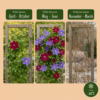 Clematis Duo Blue & Red - Bosrank Duo Blauw & Rood - Blauw - Rood - Klimplant | 6 stuks