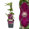 Clematis Rouge Cardinal - Bosrank Rode Kardinaal - Rood - Klimplant | 4 stuks