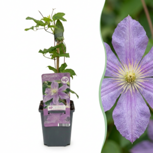 thumbnail_6000-210.png Clematis Justa - Bosrank - Licht Blauw - Klimplant | 6 stuks