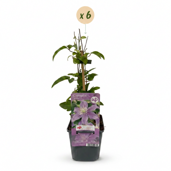thumbnail_6000-211.png Clematis Justa - Bosrank - Licht Blauw - Klimplant | 6 stuks