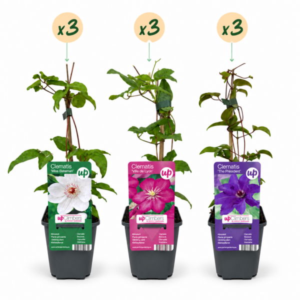 thumbnail_6000-216.png 9x Clematis Tricolour - Driekleurige bosrank - Paars - Roze - Wit - Klimplant