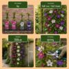 9x Clematis Tricolour - Driekleurige bosrank - Paars - Roze - Wit - Klimplant