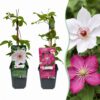 Clematis Duo Pink & White - Bosrank - Wit - Roze - Klimplant | 12 stuks