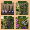 Clematis Duo Purple & Pink - Bosrank - Paars - Roze - Wit - Klimplant | 12 stuks