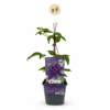 Clematis The President - Bosrank - Paars - Klimplant | 4 stuks