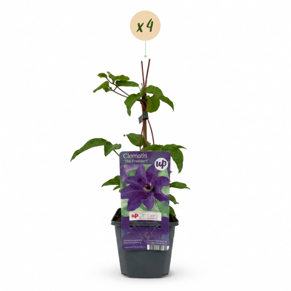 thumbnail_6000-34.png Clematis The President - Bosrank - Paars - Klimplant | 4 stuks