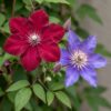 Clematis Duo Blue & Red - Bosrank Duo Blauw & Rood - Blauw - Rood - Klimplant | 12 stuks
