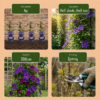 Clematis The President - Bosrank - Paars - Klimplant | 4 stuks