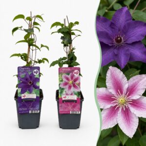 thumbnail_6000-39.jpg Clematis Duo Purple & Pink - Bosrank - Paars - Roze - Wit - Klimplant | 6 stuks