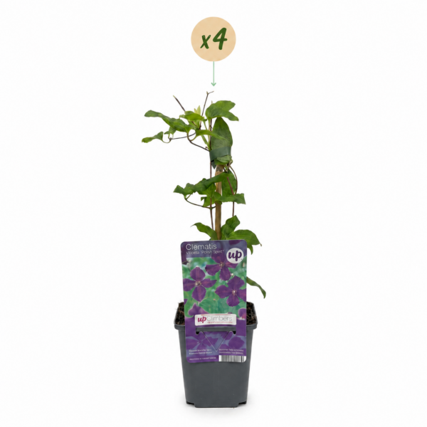 thumbnail_6000-4.png Clematis Viticella Polish Spirit - Bosrank - Paars - Klimplant | 4 stuks