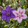 Clematis Duo Purple & Pink - Bosrank - Paars - Roze - Wit - Klimplant | 6 stuks
