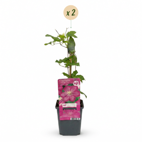 thumbnail_6000-40.png Clematis Ville de Lyon - Bosrank - Rood - Klimplant | 2 stuks