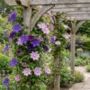 Clematis Duo Purple & Pink - Bosrank - Paars - Roze - Wit - Klimplant | 6 stuks