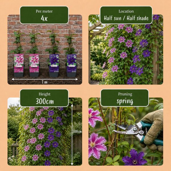 Clematis Duo Purple & Pink - Bosrank - Paars - Roze - Wit - Klimplant | 6 stuks