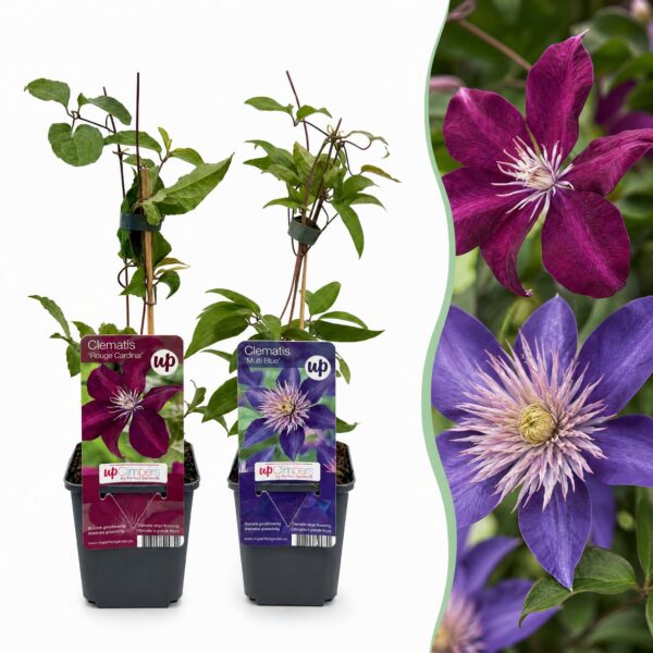 Clematis Duo Blue & Red - Bosrank Duo Blauw & Rood - Blauw - Rood - Klimplant | 6 stuks
