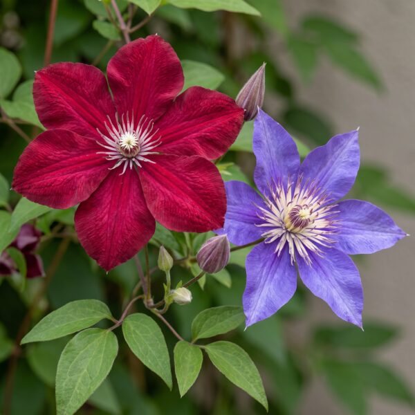 Clematis Duo Blue & Red - Bosrank Duo Blauw & Rood - Blauw - Rood - Klimplant | 6 stuks