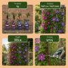 Clematis Duo Blue & Red - Bosrank Duo Blauw & Rood - Blauw - Rood - Klimplant | 6 stuks