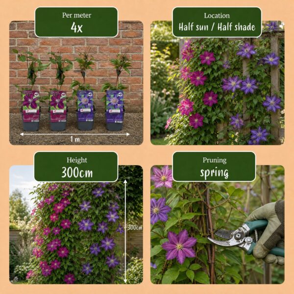 Clematis Duo Blue & Red - Bosrank Duo Blauw & Rood - Blauw - Rood - Klimplant | 6 stuks