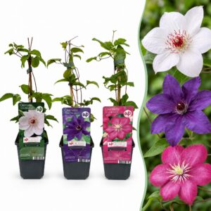 thumbnail_6000-47.jpg 9x Clematis Tricolour - Driekleurige bosrank - Paars - Roze - Wit - Klimplant