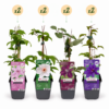 Clematis Rainbow - Bosrank - Paars - Rood - Roze - Wit - Klimplant | 8 stuks
