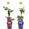 Clematis Duo Blue & Red - Bosrank Duo Blauw & Rood - Blauw - Rood - Klimplant | 4 stuks