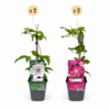 Clematis Duo Pink & White - Bosrank - Wit - Roze - Klimplant | 4 stuks