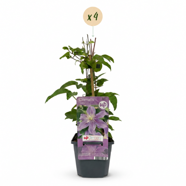 thumbnail_6000-57.png Clematis Justa - Bosrank - Licht Blauw - Klimplant | 4 stuks