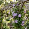 Clematis Justa - Bosrank - Licht Blauw - Klimplant | 4 stuks