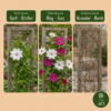 Clematis Duo Pink & White - Bosrank - Wit - Roze - Klimplant | 4 stuks