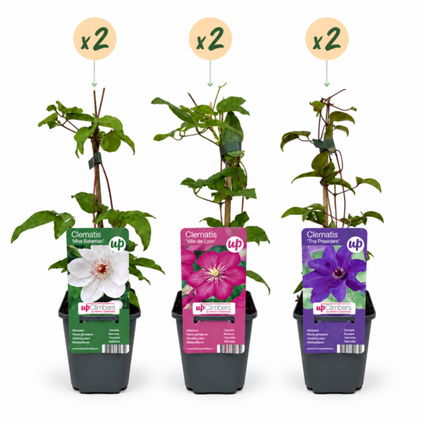 thumbnail_6000-65.png Clematis Tricolour - Driekleurige bosrank - Paars - Roze - Wit - Klimplant | 6 stuks